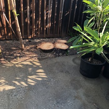 Right Way Tree Service - Tree Services Near Me - North Hollywood, California