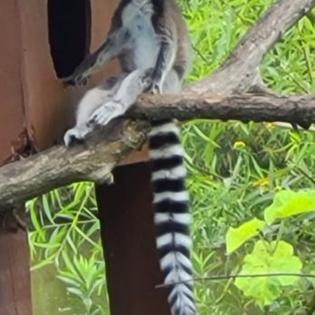 Nova Wild - Petting Zoos Near Me - Vienna, Virginia