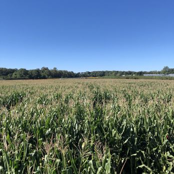 Harbes Orchard - Corn maze - Farms Near Me - Riverhead, New York