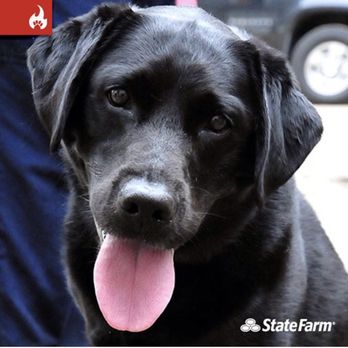Ty Gittens - State Farm Insurance Agent - Man/Women's Best Friend !!!!! Ty Gittens StateFarm Agency - Home & Rental Insurance Near Me - Drexel Hill, Pennsylvania Ty Gittens - State Farm Insurance Agent - Man/Women's Best Friend !!!!! Ty Gittens StateFarm Agency - Home & Rental Insurance Near Me - Drexel Hill, Pennsylvania