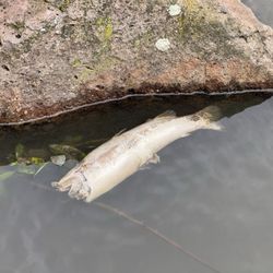 Buchanan Park - Nice park.. but what's up with the dead fish in the pond? "They're eating the dogs!" (Trump voice)