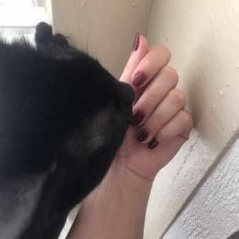 Color Nails - Red gel & manicure even the kitty likes them - Nail Salons Near Me - Austin, Texas