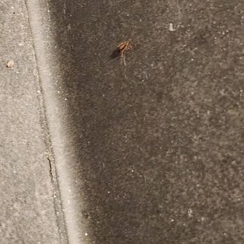 Chick-fil-A - Live baby roach - Fast Food Near Me - Tifton, Georgia