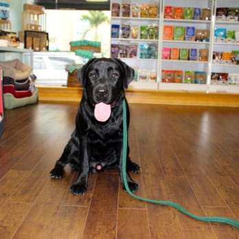 St Petersbark - Jack always enjoys his visits and leaves tired. - Pet Stores Near Me - St Petersburg, Florida St Petersbark - Jack always enjoys his visits and leaves tired. - Pet Stores Near Me - St Petersburg, Florida
