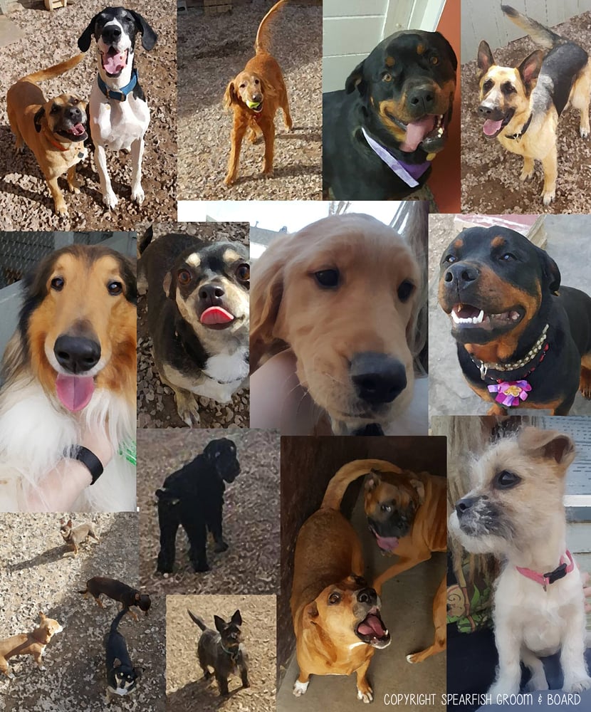 SPEARFISH GROOM & BOARD Updated August 2024 14 Photos 214 Evans