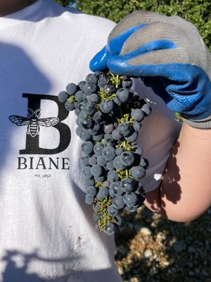About Paul Biane &The Biane Family - About Paul Biane &The Biane Family About Paul Biane &The Biane Family - About Paul Biane &The Biane Family