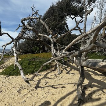 Monarch Butterfly Grove - Pretty dead tree on nature walk - Parks Near Me