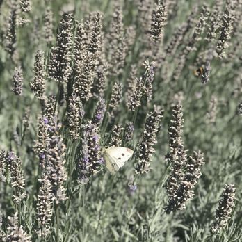 Wanaka Lavender Farm - Farms Near Me - Wanaka, OTA