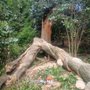 RB Tree Service