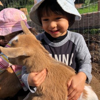 Village Playgarden - Feeding the goats at VPG - Preschools Near Me - Arcadia, California Village Playgarden - Feeding the goats at VPG - Preschools Near Me - Arcadia, California