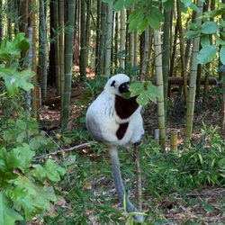 Duke University Lemur Center