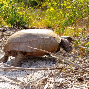 Seacrest Scrub Natural Area - Tortoise on the go! - Parks Near Me - Boynton Beach, Florida Seacrest Scrub Natural Area - Tortoise on the go! - Parks Near Me - Boynton Beach, Florida