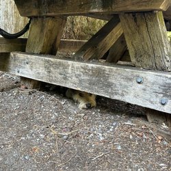 Colonial Creek Campground - Hobie under the yable