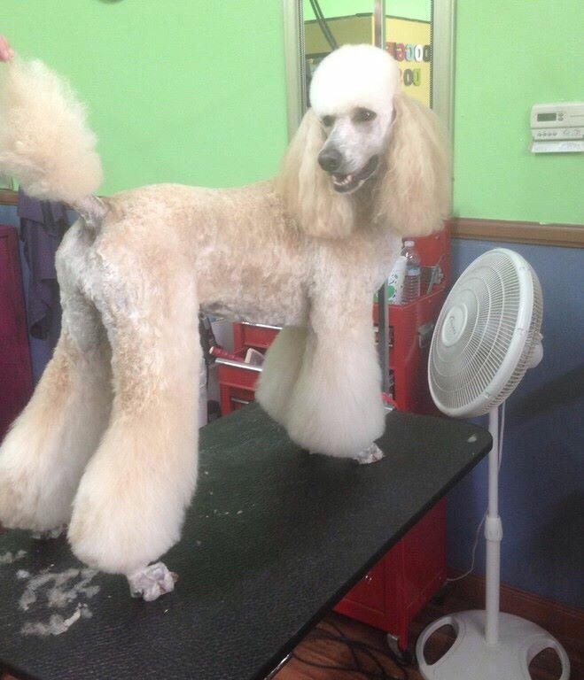 ANIMAL HOUSE DOG GROOMING BY COLT Updated May 2024 716 Oak St