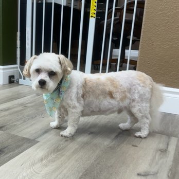 Sugar Paws Pet Salon - Pet Groomers Near Me - Dublin, California Sugar Paws Pet Salon - Pet Groomers Near Me - Dublin, California