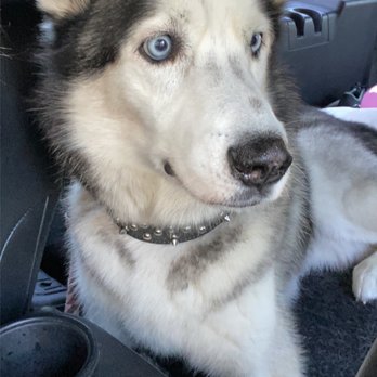Happy Tails N' Paws - Leaving the groomer happy as can be - Pet Groomers Near Me - Cypress, Texas Happy Tails N' Paws - Leaving the groomer happy as can be - Pet Groomers Near Me - Cypress, Texas