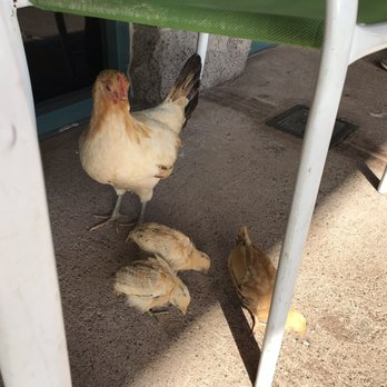 Da Kitchen Maui - Chickens everywhere... - Hawaiian Near Me - Kihei, Hawaii Da Kitchen Maui - Chickens everywhere... - Hawaiian Near Me - Kihei, Hawaii