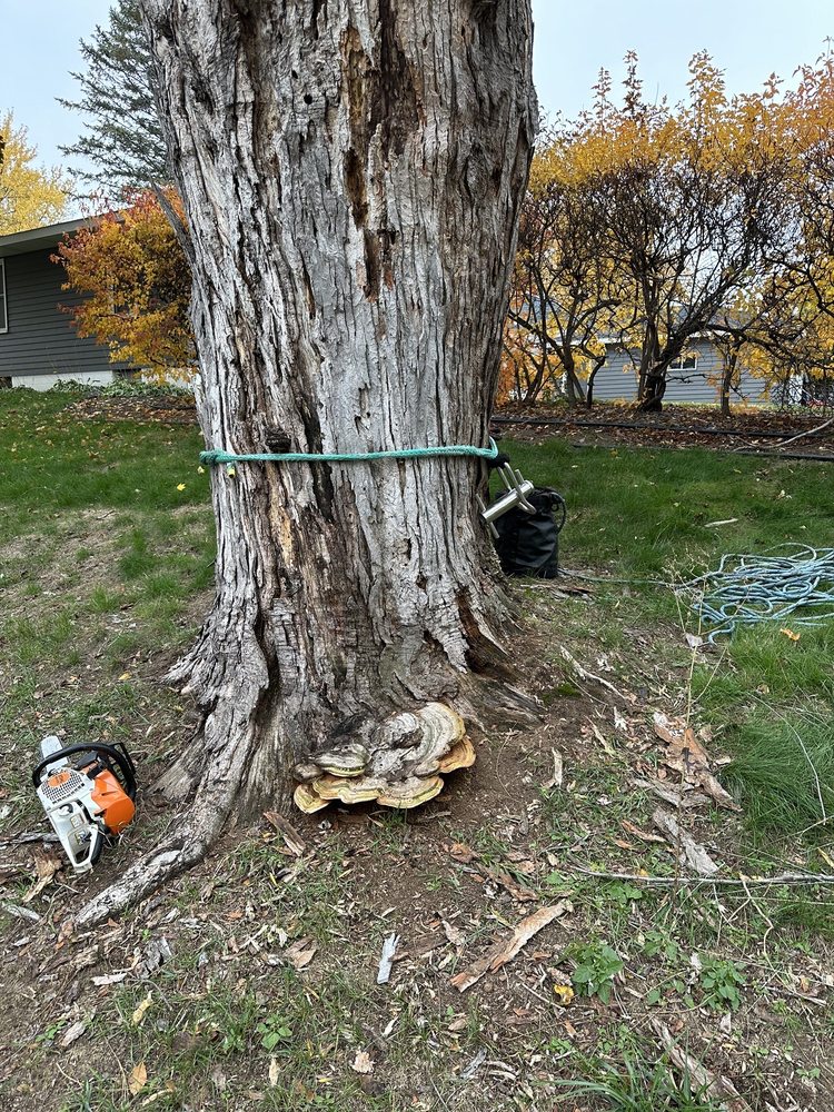 TREE WALKER SERVICES Updated July 2024 Request a Quote Saint Paul