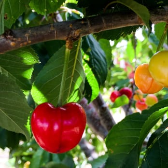 Rolling Thunder Cherry Ranch - Fruits & Veggies Near Me - Leona Valley, California Rolling Thunder Cherry Ranch - Fruits & Veggies Near Me - Leona Valley, California