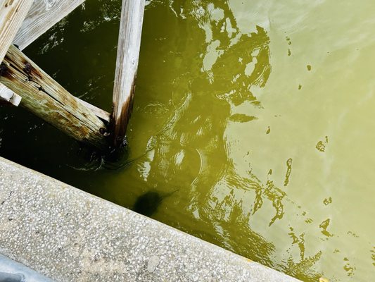 Philippe Park by null