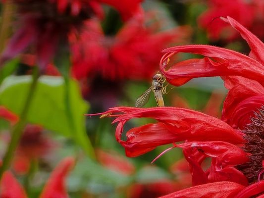 Royal Botanic Garden Edinburgh by null