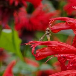 Royal Botanic Garden Edinburgh