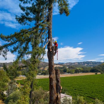 Atlas Tree - East Bay - Tree Services Near Me - Pacheco, California Atlas Tree - East Bay - Tree Services Near Me - Pacheco, California