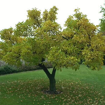 Summit Tree Care - Tree Services Near Me - Petaluma, California