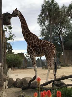 Melbourne Zoo by null