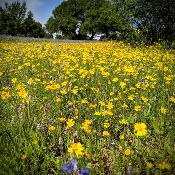 Pedernales River Nature Park - Another meadow shot - Parks Near Me - Johnson City, Texas