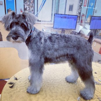 Twisted paws grooming - Pet Groomers Near Me Twisted paws grooming - Pet Groomers Near Me