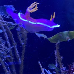 Nudibranch sea slug
