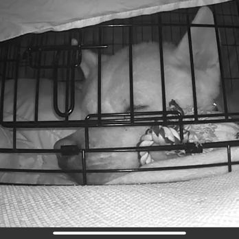 Redlands Animal Shelter - Sweet pup sleeping off the anesthesia after his neuter procedure. - Animal Shelters Near Me - Redlands, California Redlands Animal Shelter - Sweet pup sleeping off the anesthesia after his neuter procedure. - Animal Shelters Near Me - Redlands, California