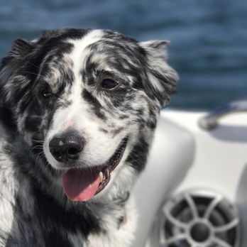 Friendly Pets of Seattle - One of our employees dogs' Chance having a great day on the boat! - Pet Sitting Near Me - Seattle, Washington Friendly Pets of Seattle - One of our employees dogs' Chance having a great day on the boat! - Pet Sitting Near Me - Seattle, Washington