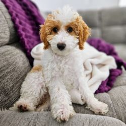 Totally Pawsome
