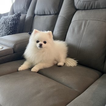 The Pet Groomer - Pet Groomers Near Me - Bakersfield, California