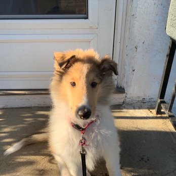 k9 b and b boarding kennels