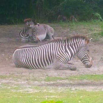 Zoo Miami - Zoos Near Me - Miami, Florida Zoo Miami - Zoos Near Me - Miami, Florida