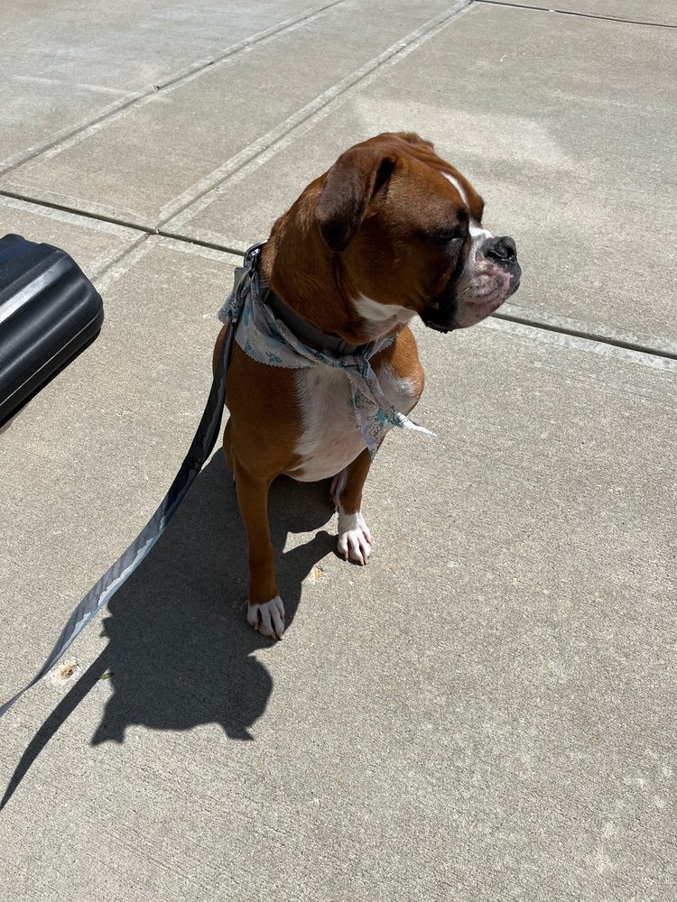 PET PALACE FISHERS 17 Reviews 11696 Fishers Corners Blvd, Fishers