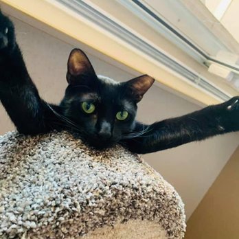 Urban Pets - Do you need to travel products for your pets? Urban Pets will deliver everything from food and supplements to treats, clothin... - Pet Stores Near Me - Fort Lauderdale, Florida Urban Pets - Do you need to travel products for your pets? Urban Pets will deliver everything from food and supplements to treats, clothin... - Pet Stores Near Me - Fort Lauderdale, Florida