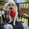 Luna’s Pet Grooming gift card
