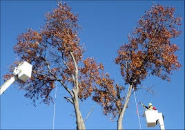 The Best Never Rest Landscaping - tree service in Providence, RI