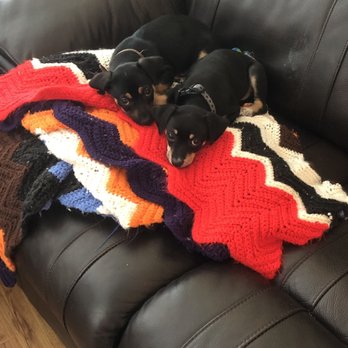 Apollo Support & Rescue - Chillin - Pet Adoption Near Me - Justin, Texas