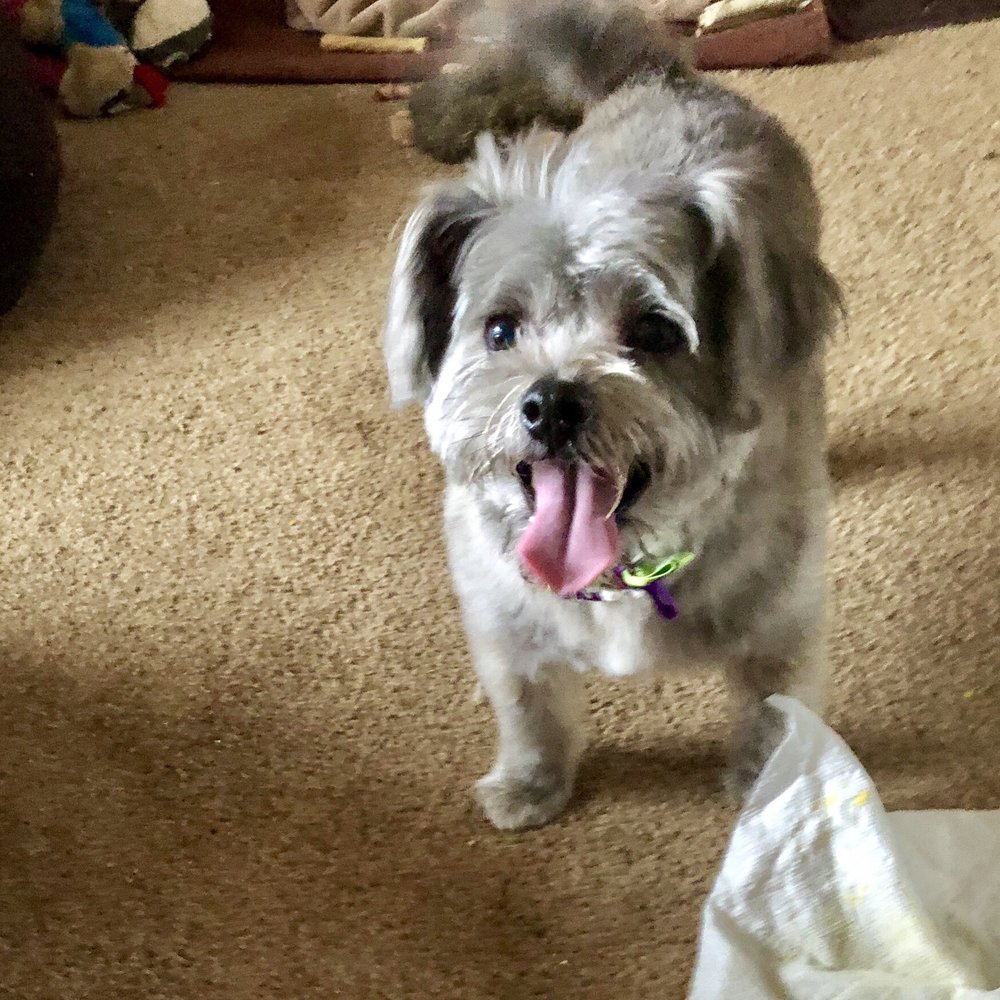 Furst Class Canine - Pet Groomers Near Me Furst Class Canine - Pet Groomers Near Me