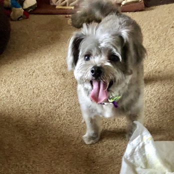 Furst Class Canine - Pet Groomers Near Me Furst Class Canine - Pet Groomers Near Me