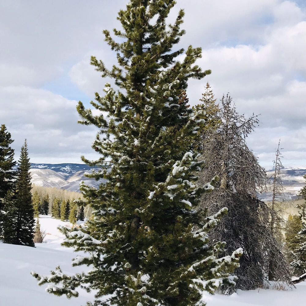 Beaver Creek Nordic Center - A well coned tree that decorated itself just right for Christmas. - Sporting Goods Near Me - Avon, Colorado