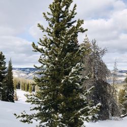 Beaver Creek Nordic Center - A well coned tree that decorated itself just right for Christmas.