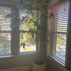 Coach House Plants - Ficus tree with white textured pot!