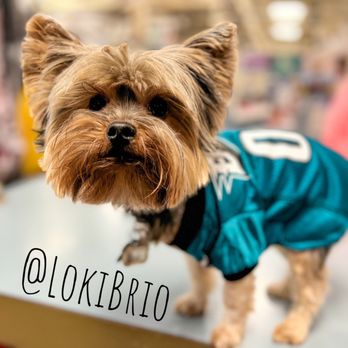 Family Cleaners - Yay!! Lokis Jersey!! Fly Eagles Fly!!! - Sewing & Alterations Near Me - Alta Loma, California Family Cleaners - Yay!! Lokis Jersey!! Fly Eagles Fly!!! - Sewing & Alterations Near Me - Alta Loma, California