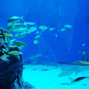 Den Blå Planet - Aquariums Near Me - Kastrup, 84